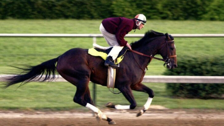 16 Facts That Made Fusaichi Pegasus the Most Expensive Racehorse Ever Sold ($70M Deal)