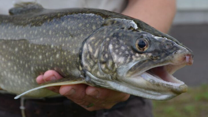 16 Fish Species Making a Comeback in the Great Lakes After Decades of Decline