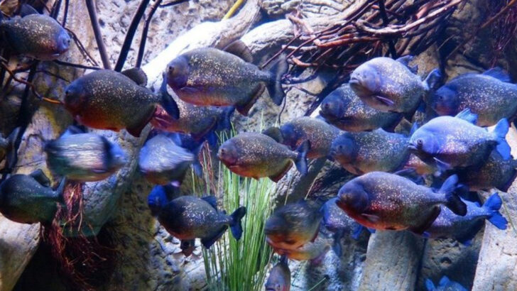 16 Fish That Hunt in Packs Like Wolves