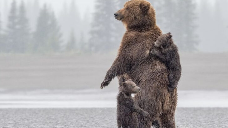 16 Fun Facts About Bears That Might Surprise Even Experienced Park Rangers