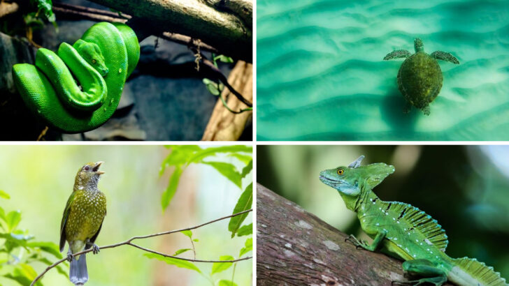 16 Incredible Green Animals That Prove Evolution Has a Wild Side