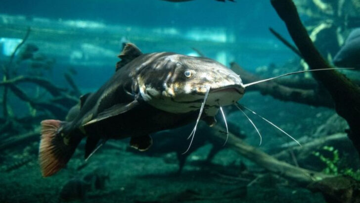 16 Invasive Fish Species That Are Actually Improving American Waterways