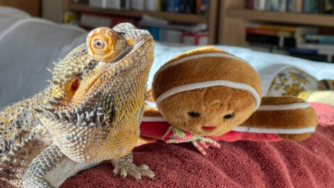 16 Lesser-Known Animals That Make Great Family Pets - Exploring Animals