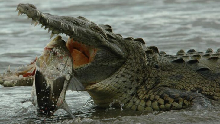 16 Most Impressive Carnivorous Animals in the Wild