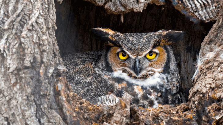 16 Must-See Animals of the Deep South That Locals Consider Lucky (or Cursed)