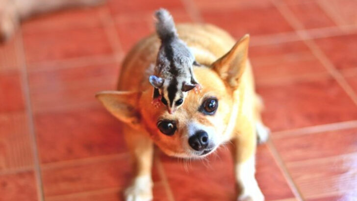 16 Pets That Could Spell Trouble If There’s Already a Dog at Home