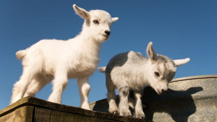 16 Reasons Why Miniature Goats Are the Unexpectedly Perfect Farm Pet
