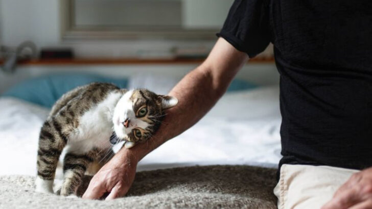 16 Remarkable Behaviors That Show Cat Intelligence Goes Far Beyond What Most Owners Realize