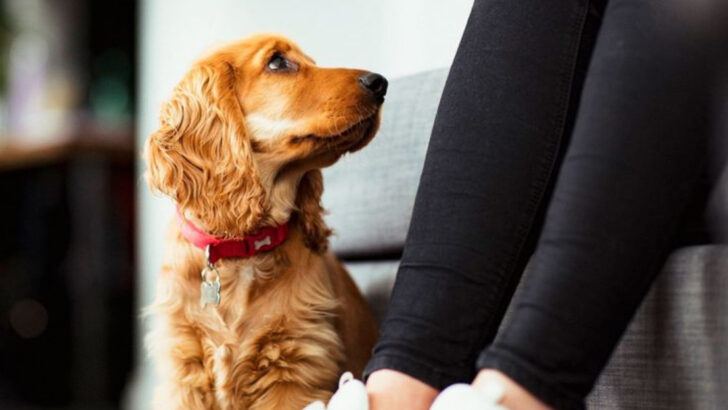 16 Signs Your Dog Is Trying to Comfort You During Hard Times