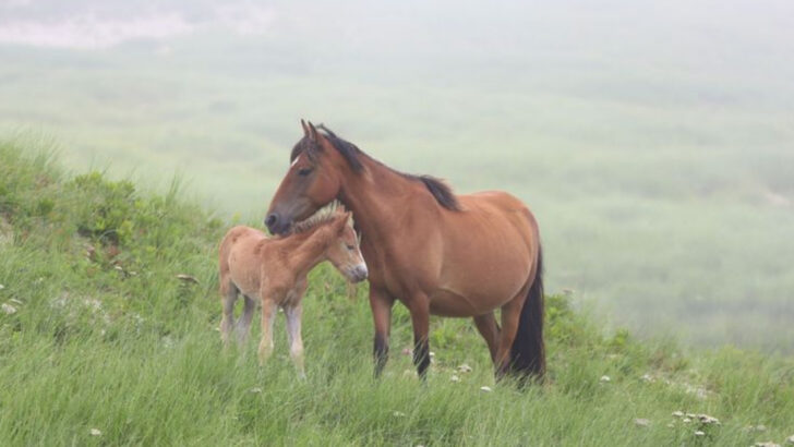 16 Signs Your Horse Carries Ancient Wisdom