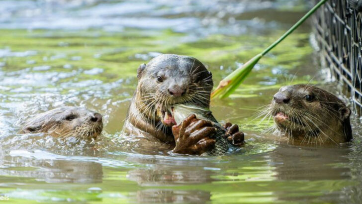 16 States Where Otters Are Making a Comeback in Rivers and Streams