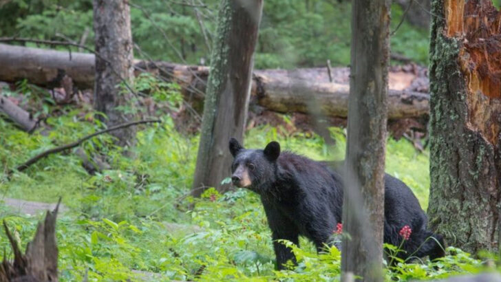 16 States Where the Woods Bite Back