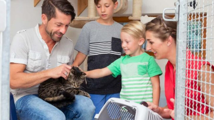 16 Tips to Make Choosing the Right Cat for Your Family Easier