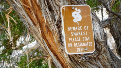 16 Ways to Make Sure Snakes Don’t Ruin Your Next Hiking Trip