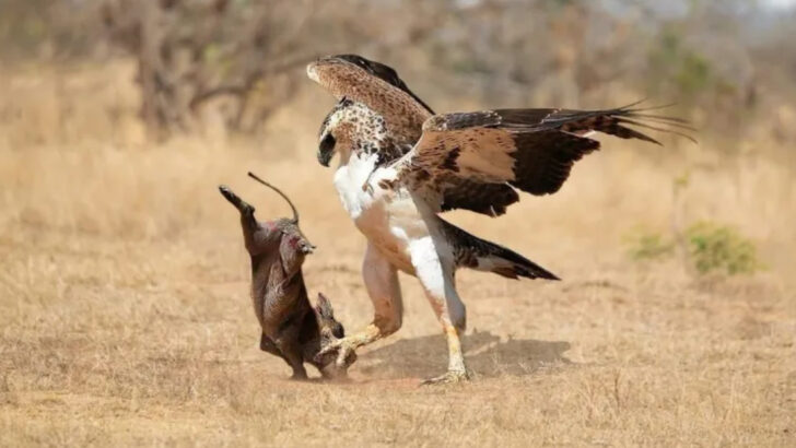 16 of the Strongest Birds on Earth and How Much They Really Can Lift