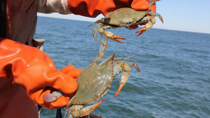 17 American Coastal Waters Where Crab Fishing Is Still Profitable