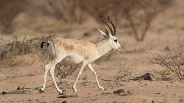 17 Animals That Can Live Without Water