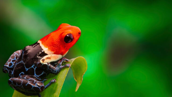 17 Beautiful Creatures You’d Never Guess Are Toxic