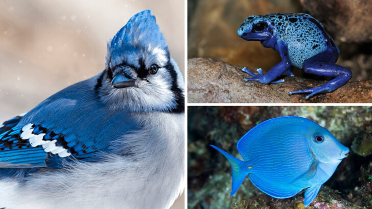 17 Blue Animals So Vivid They Look Painted by Nature Itself