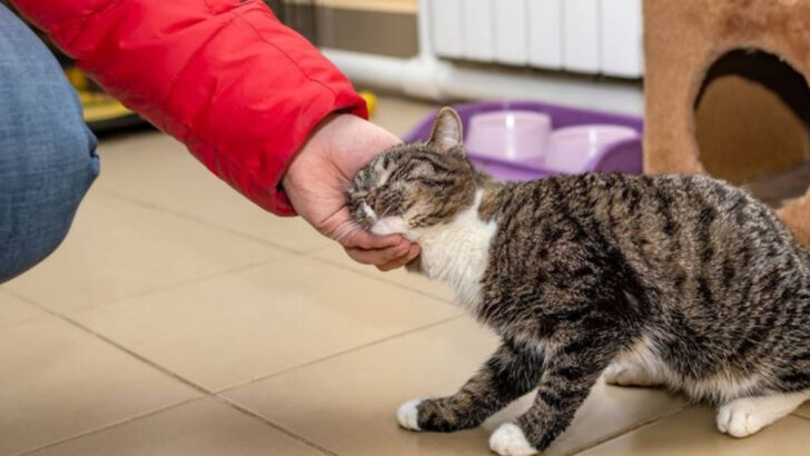 17 Cat Behaviors That Mean the Opposite of What You Think