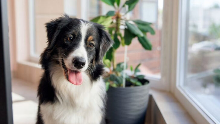 17 Dog Breeds With Strong Herding Instincts Adapting to Apartment Living