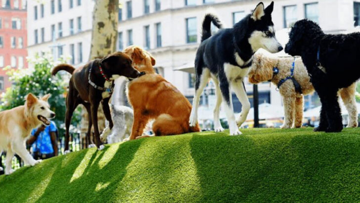 17 Dog Park Etiquette Rules Most Owners Break (Without Realizing It)