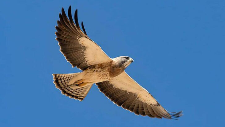 17 Dominant Raptors That Rule the Skies Above America