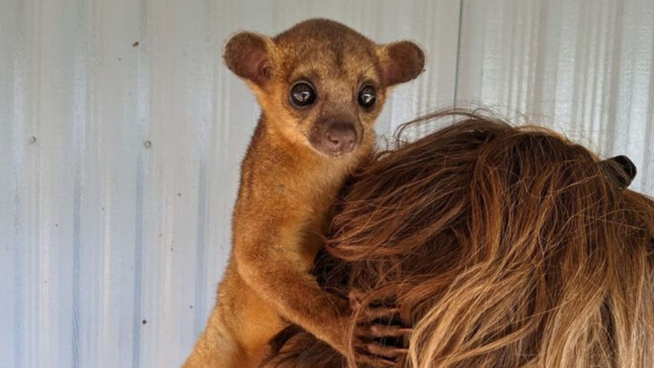 17 Exotic Pets That Cost More to Maintain Than a Luxury Car