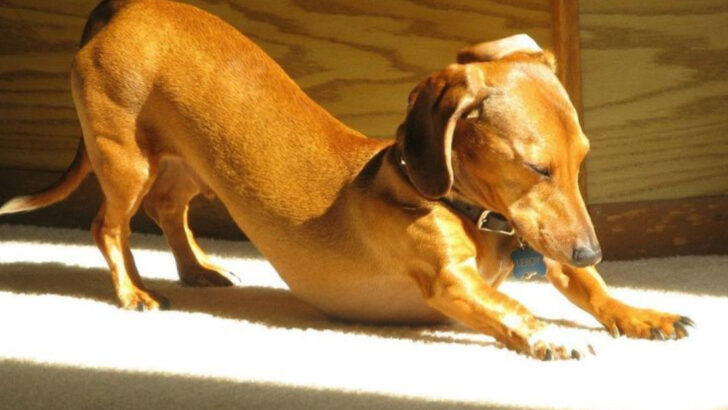 17 Morning Habits of Exceptionally Happy Dogs