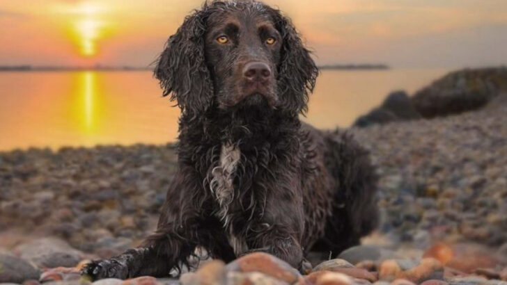 17 Must-Know Facts Before Getting an American Water Spaniel