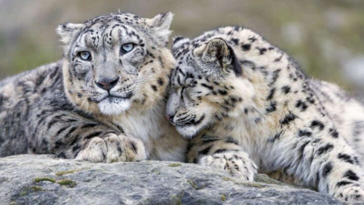 17 Rare Wildlife Species You’ll Want to See—Because Your Grandchildren May Never Get To