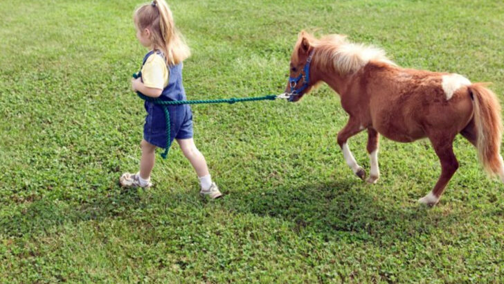 17 Reasons Why Miniature Horses Make Perfect Suburban Pets