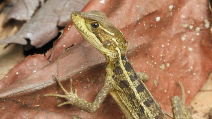 17 Reptiles That Protect Your Garden From Pests—How to Attract Them Naturally