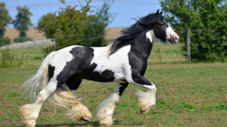 17 Things That Make the Gypsy Vanner One of the World’s Most Eye-Catching Horses