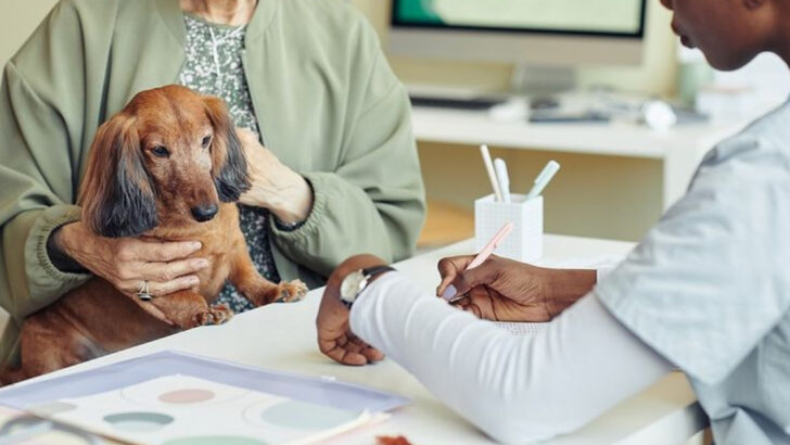 17 Things Your Veterinarian Wishes You Knew About Dogs