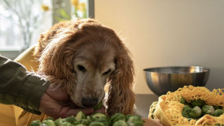 17 Vegetables That Are Safe For Dogs To Eat