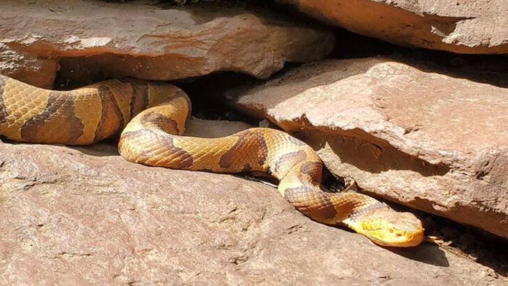 17 Venomous Snakes That Actually Benefit American Farmers