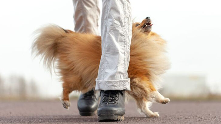 17 Warning Signs Your Dog Is Actually Too Attached to You