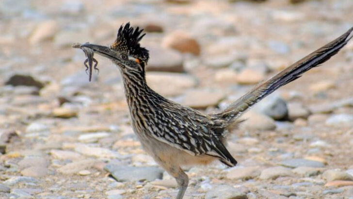 17 Wild Species That Make Big Bend National Park Feel Truly Untouched
