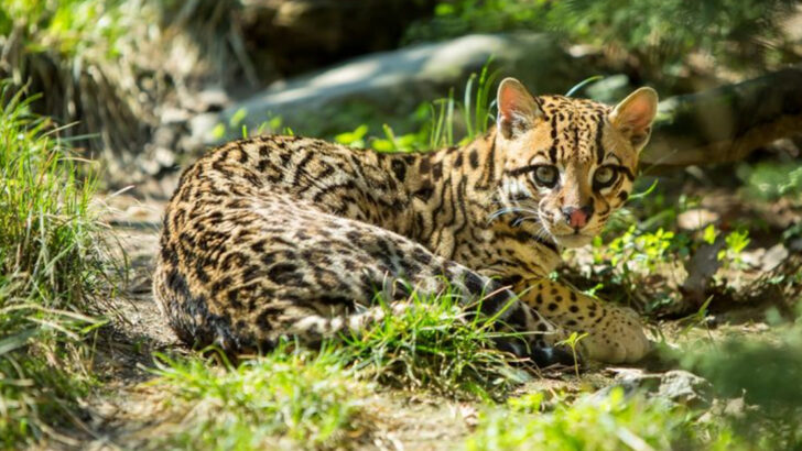18 Animals Native to American Forests That Children Today Will Never See