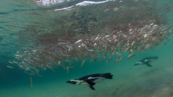 18 Animals That Use Water as Their Ultimate Hunting Ground