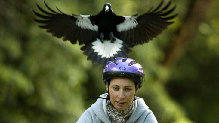 18 Bird Species That Can Recognize Individual Human Faces (And Remember Those Who Wronged Them)