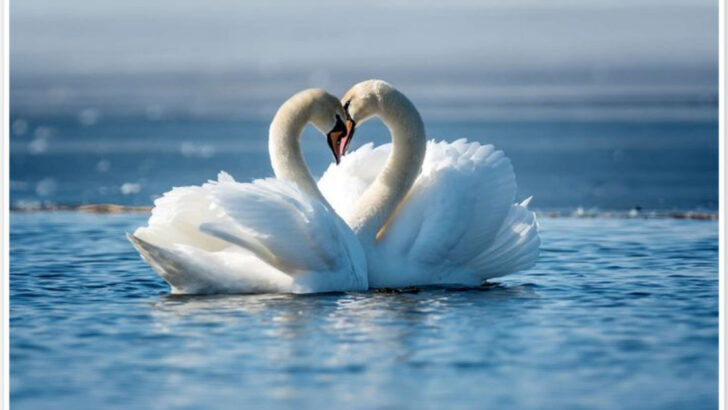 18 Birds That’ll Never Cheat, Ghost, or Abandon—Nature’s True Ride-or-Dies