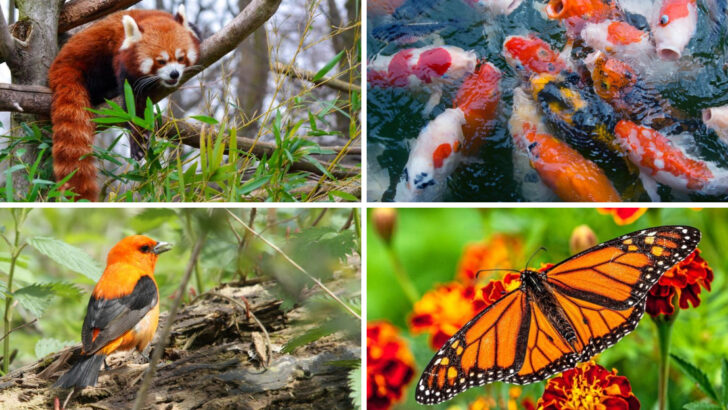 18 Brilliant Orange Animals That Look Like Living Fire