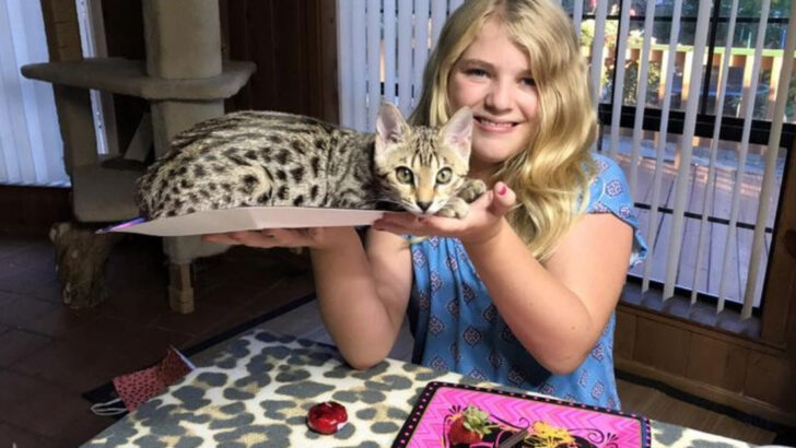 18 Cats That Can Keep Up With Even the Most Playful Kids