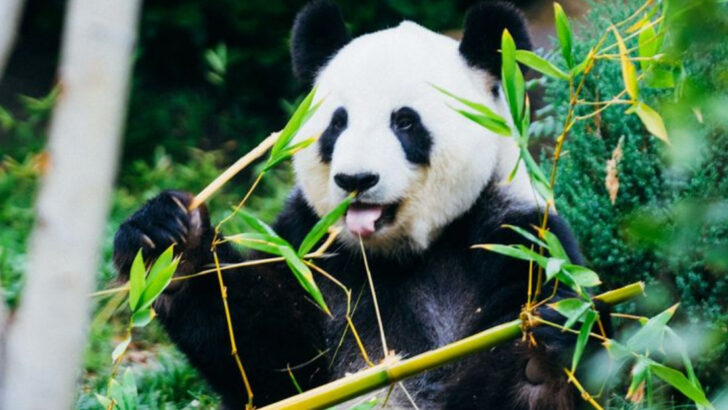 18 Gentle Herbivores That Play a Big Role in the Animal Kingdom