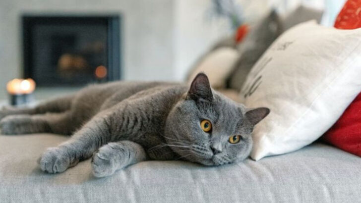 18 Indoor Cats That Thrive Without Ever Going Outside (Plus Tips for Enrichment)