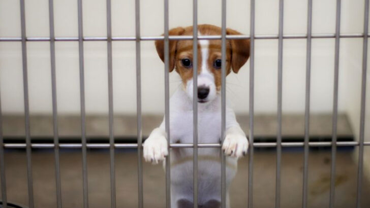 18 Myths About Shelter Dogs That Just Aren’t True