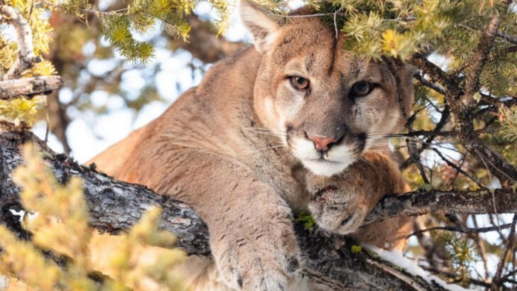 17 U.S. Hiking Trails Where Mountain Lion Encounters Are Increasing