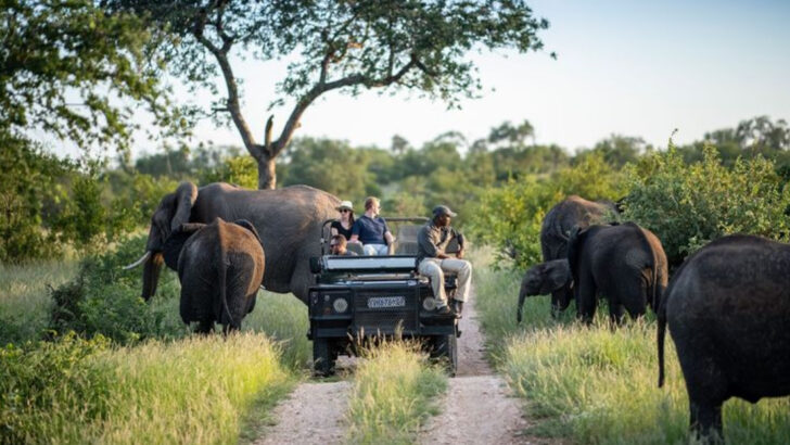 18 Wildlife Safaris That Turn Summer into the Adventure of a Lifetime